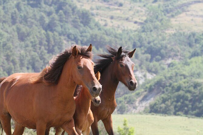 2-Hours Guided Drino's Valley Ride - Horse and rider reality check: experienced riders only