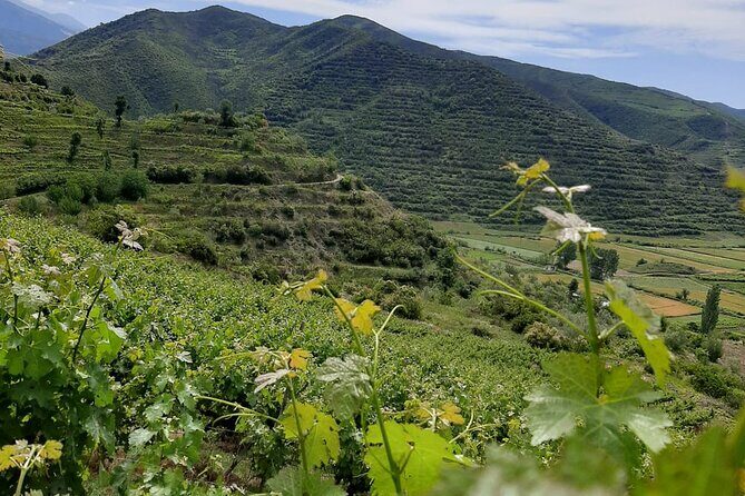 Berat 4x4 Off-Road and Vineyard Wine Tasting - What you’ll drink and snack: 3 wines, raki, and local bites