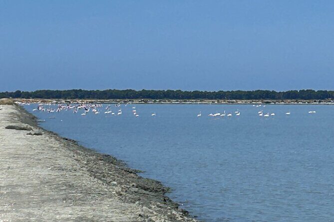Day tour of Apollonia Park, Vlore and Narta from Tirana&Durres - Who this tour is best for