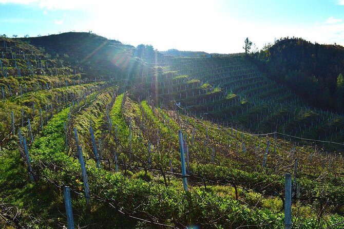 Durres & Wine Tasting Tour - Stop-by-Stop: What You’ll Do at Each Main Moment