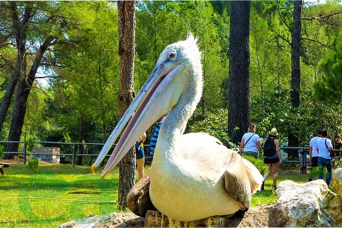 Karavasta Lagoon Adventure: Boat & Wildlife Tour from Durrës - Divjakë Beach Break: Time to Breathe and Actually Relax