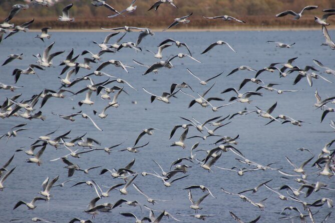Private Birding Tour in Albania - What birds you might actually see (and why it’s different)