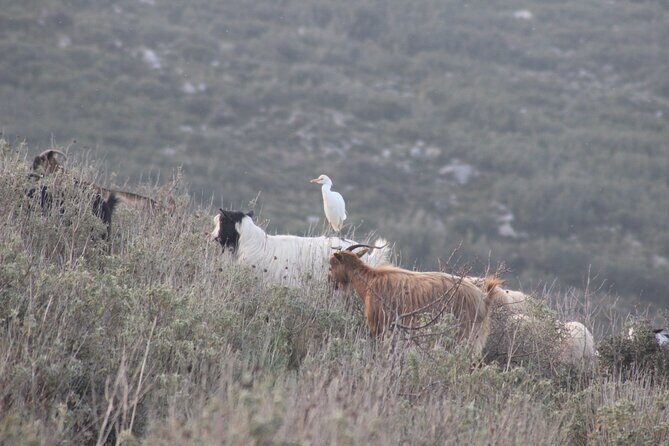Private Birding Tour in Albania - Price and value: what $2,545 per group really means