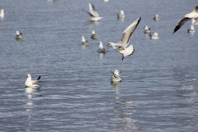 Private Birding Tour in Albania - The AOS approach: bird ID plus ecology, not bird ID only