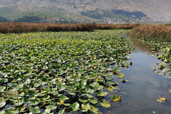 Stand Up Paddle Board or Kayak Rental in Shkodër - Wind on Lake Shkodër: How This Trip Stays Fun Instead of Stressful
