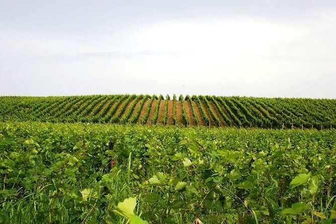 Tour of Kruja and Wine Tasting in one Day from Tirana - Your Guide Can Make or Break the Day